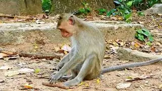 really nicely clips! little monkey Dawn and Nori are making kong fu attacked with stranger monkey