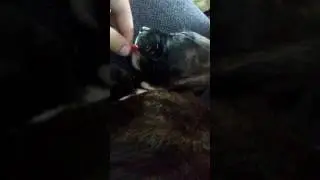 Little doggy tongue pull