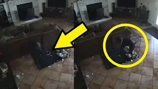 TikToker Shares Freaky Footage Of 'Ghost' Removing Dog's Collar!