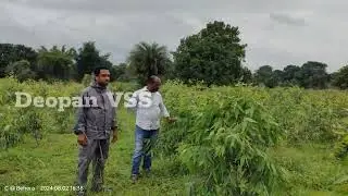 Eucalyptus Plantation || Farm Forestry plantation || Deopan VSS || Bagdihi Forest Range #OFSDP II