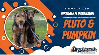 AIREDALE TERRIER & DOBERMAN PINCHER | PLUTO & PUMPKIN | Unruly Puppy Makeovers | Charlotte Dog Train