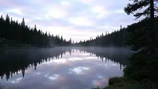 Cozy Forest Rain: Relaxing Ambient Soundscape [4K]
