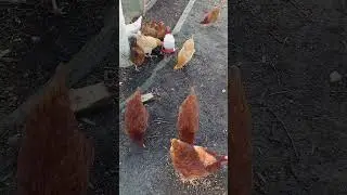 GArlic Roll #asmr #nature #animals #birds #farming #hen #chicken #homesteading #pets #egg #shorts
