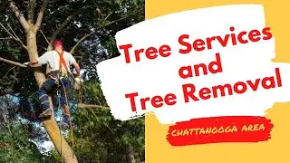 Tree Services in Chattanooga &ndash; Tree Removal Service Stump Removal B Jones Tree Service