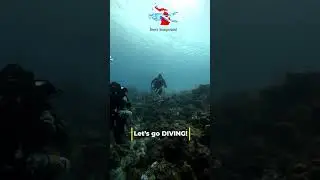 Scuba Diving Bonaire | Sidemount Adventures and Rebreather Exploration #scubadiving #ocean #scuba