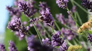 free honey bee stock footage video 4k