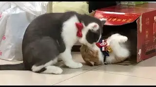 Idol Gray intend to take the box by kissing | Pring Pring Cats
