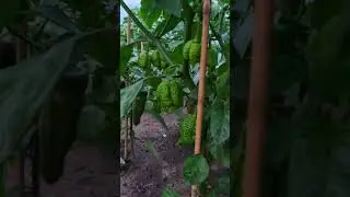 Is that pepper X? 🤪 #hotpepper #pepperx #garden #cute #metal