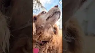 My Dog Lives Like ROYALTY And Has OPINIONS About Everything!