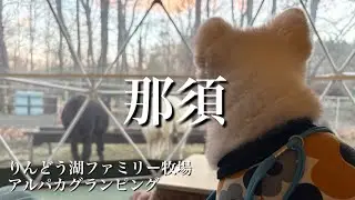 【宿泊】ペット連れアルパカグランピングに泊まる/2024.12