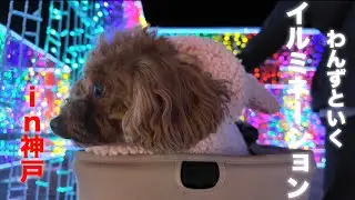 神戸のドッグカフェとイルミネーションで充実した1日vlog✨大型犬とはしゃぎまくる小型犬ボーイ🐻‍❄️