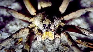 Giant Spiders Everywhere!