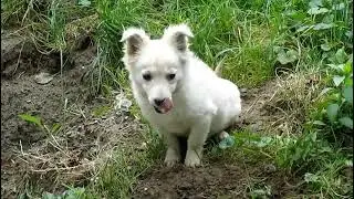 funniest animals new funny cats and dogs videos