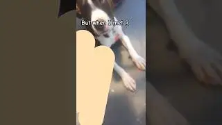 R isn't the dog btw #trending #viral #fyp #iloveyou