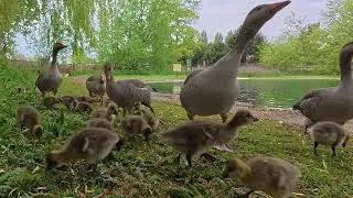 Greylag Geese In Wicksteed Park Kettering