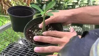 Como transplantar una rosa del desierto