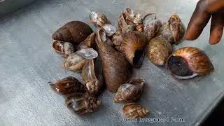 WHY ARE YOUR SNAILS NOT GROWING