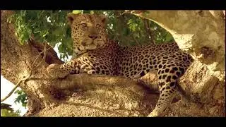 The Amazing Leopard Creek