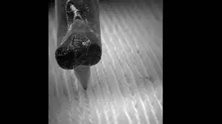 Electron Microscope of a Vinyl Record Grooves