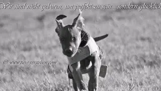 Tiere sind... unsere gr&ouml;&szlig;ten Lebenslehrer!
