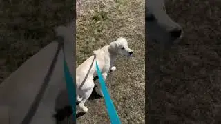 Walking My Dog Pt2. #dog #treading #viral #sad #treanding #animals #funny #meme #memes