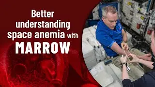 Better understanding space anemia with MARROW