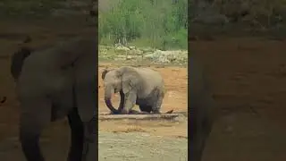 Rhino Attacked by Giant Elephant and Drowned in Brutal Waterhole Battle  #animals #wildlife