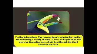 Meet the Colorful Toucan! 🌈 Fun Facts About These Amazing Birds | Kids Learning