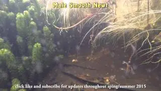 My Wildlife Pond - Male Smooth Newt, GoPro HD underwater