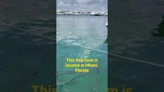This fish farm is located in Miami, Florida