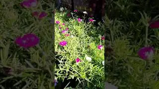Zakia garden part 1
