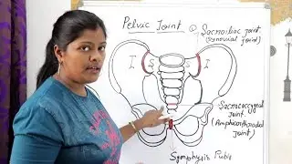 PELVIC SACROILIAC SACROCOCCYGEAL SYMPHYSIS PUBIS AMPHIARTHRODIAL JOINT WITH FIGURE LECTURE IN HINDI