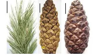 Morphology and anatomy of Pinus spp, Part-1