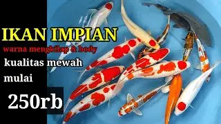 Koi Blitar Memang Kualitas Terbaik