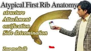 Atypical First Rib Anatomy | Unique Features, Clinical Significance & Variations | zaa medtalk