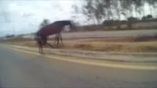 cavalos na pista - BR 104 - Pernambuco