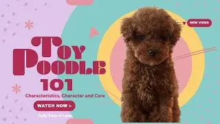 Toy Poodle 101 : Everything You Need to Know About This Charming Breed 🐾📚