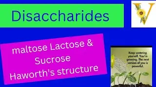 #disaccharides || #maltose || #lactose || #sucrose || #haworth #structural formula