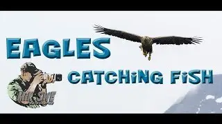Bird photography - Eagles catching fish at Rekdal, Norway