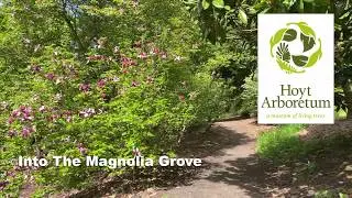 Into the Magnolia Grove (Bokeh Image Studios)