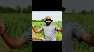 customer reviews about chanab mango farms  mangoes
