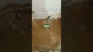 Hydrostatic Pressure coming out of the wall #cinderblock #engineering #wall #water #basement #water