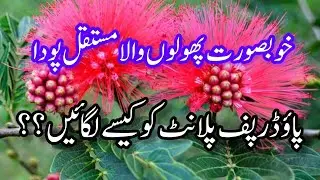 Care guide of growing powder puff plant . Perment flowering plant @Myowngarden141 .