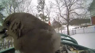 Bird Visitors to the feeder during the Winter Storm 01/25/26 #birds #catTV #birdwatching #backyard 