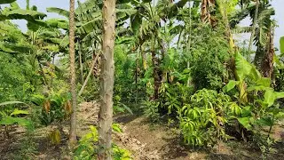 five layer farming subash palekar method | agriculture friend