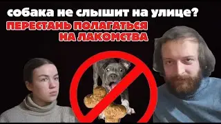 Собака не слышит на улице? Почему и что делать