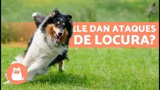 Why does my dog ​​have crazy fits? 🐶💥 | Zoomies or Fraps in dogs