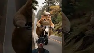 Cat Saves Duck Hit by Car #cat #pets #animals