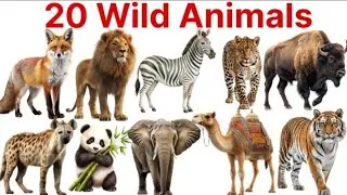 20 जंगली जानवरों के नाम Wild Animals for kids l Learn Zoo wild animals name in English and Hindi 