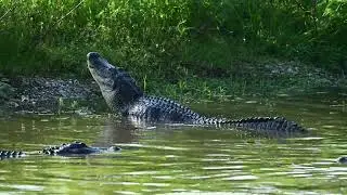 Wild alligator bellowing with water dancing off it's back! Lacassine National Wildlife Refuge.